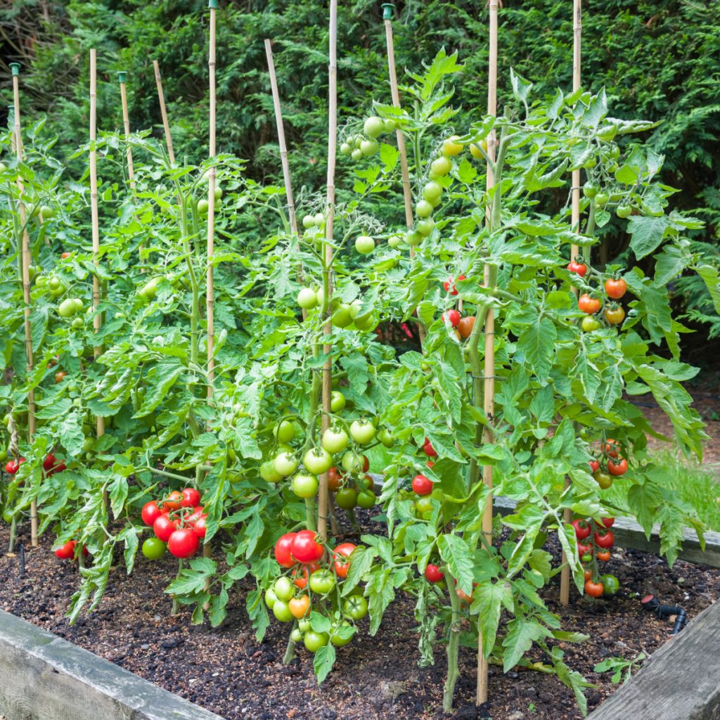 How To Grow Tomatoes In Raised Beds