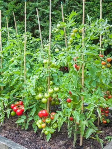 How To Grow Tomatoes In Raised Beds