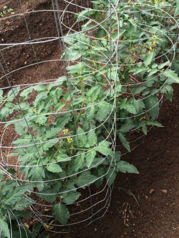 why not to use tomato cage
