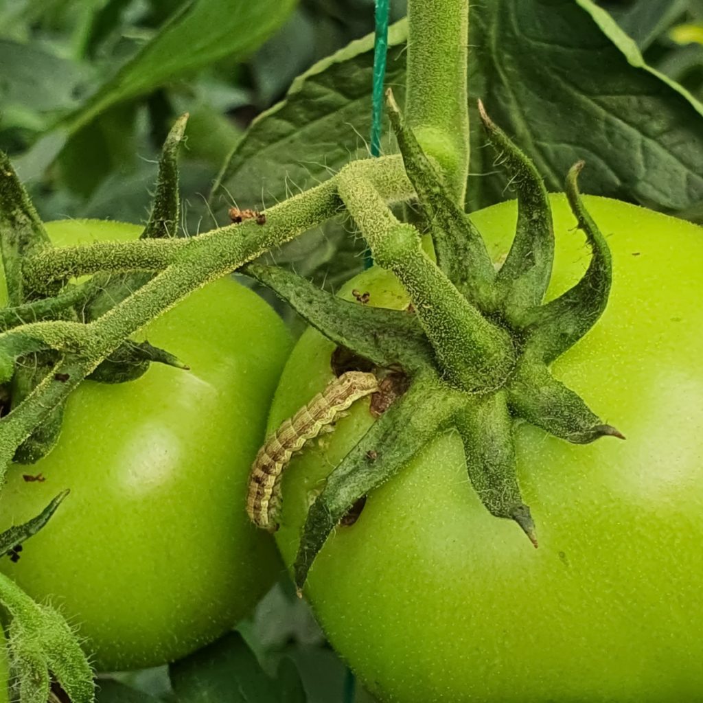 A corn earworm on a tomato plant