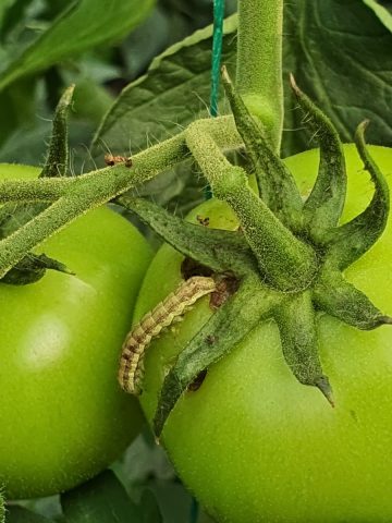 A corn earworm on a tomato plant