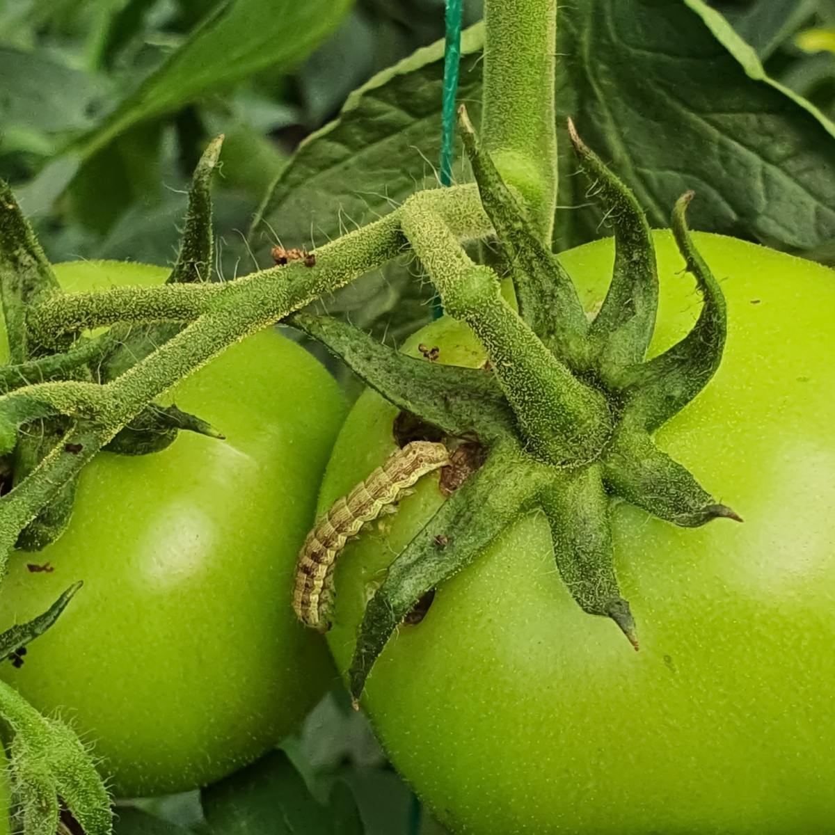 5 Plants To Never Grow Near Tomato Plants - Keep Tomatoes Safe