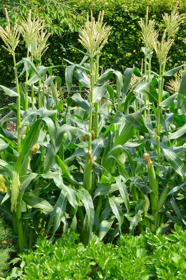 Sweet corn in a garden