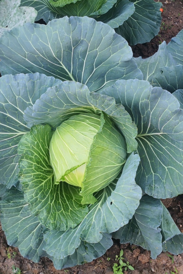 Growing cabbage plant 
