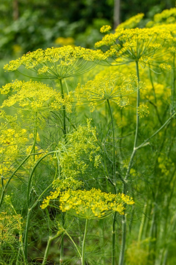 Mature dill plants