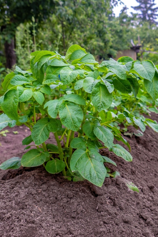 Growing potatoes - plants to never grow near tomatoes
