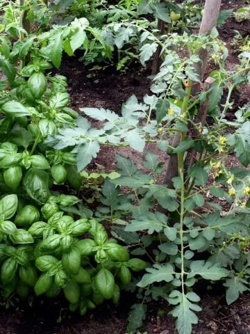 Basil and tomato plants growing together