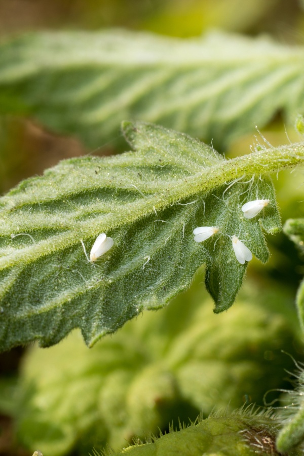 Whiteflies on tomato foliage
