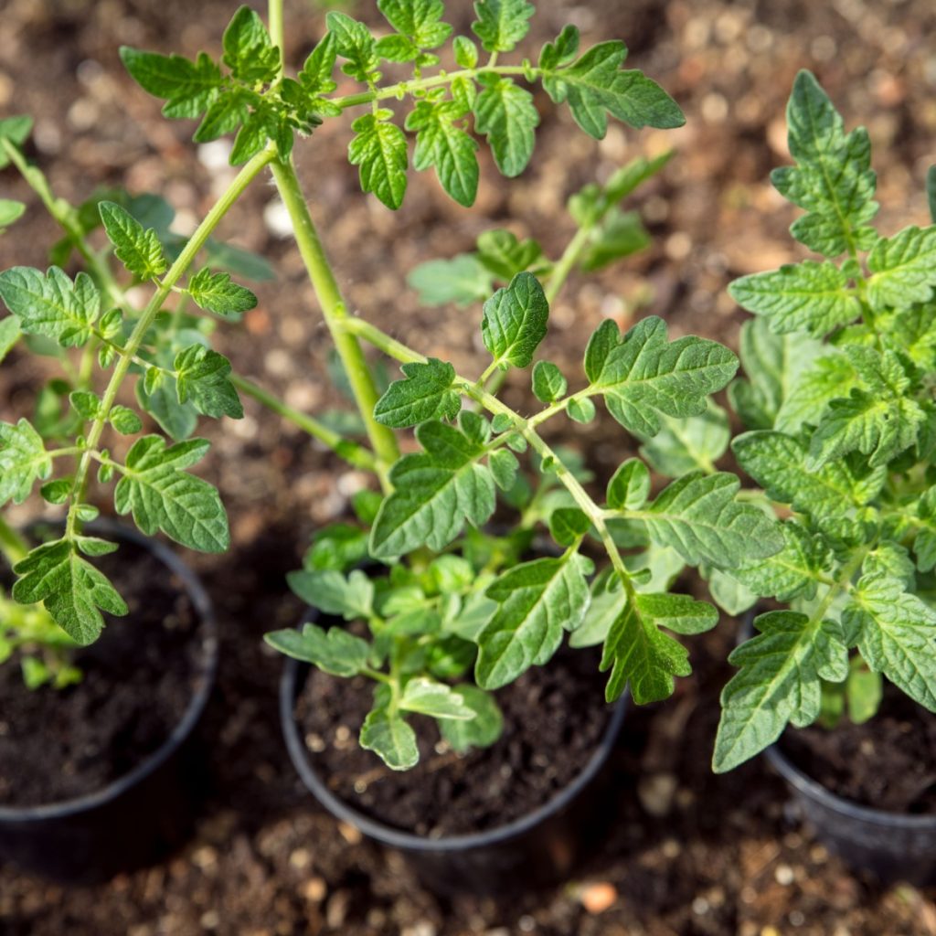 harden off tomato seedlings and plants outdoors