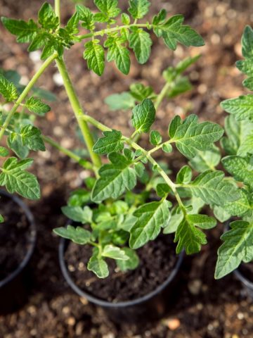 Tomato seedlings in containers outside