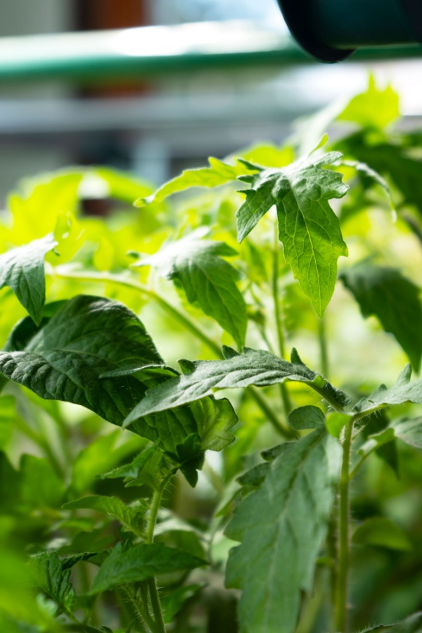 Tomato seedlings growing indoors - harden off tomato plants outdoors