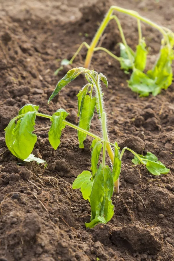 seedlings damaged