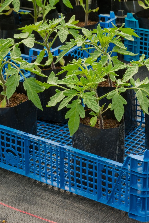 vegetable plants