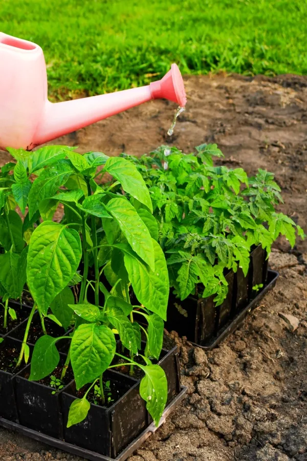 Tomato seedlings getting watered outside