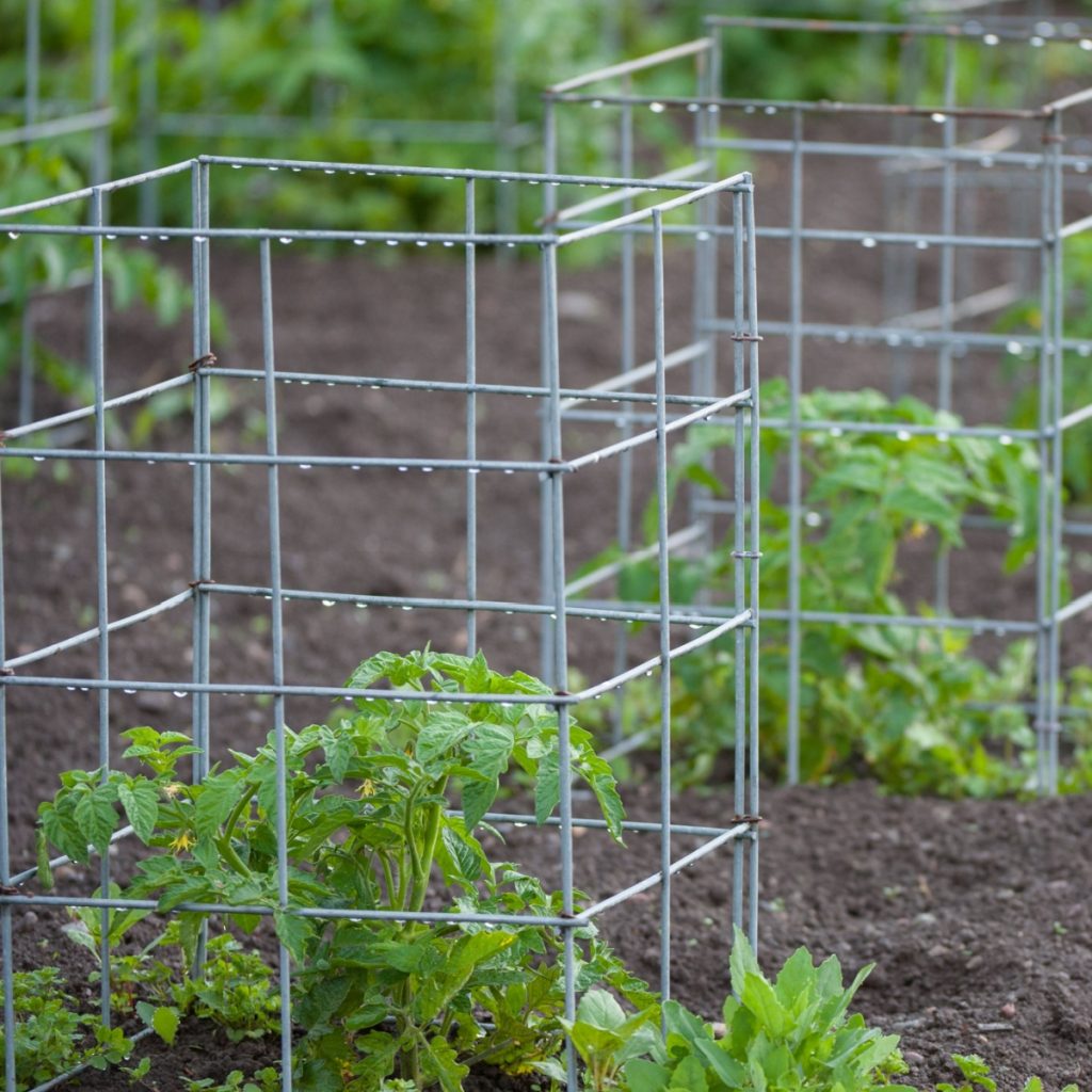 Sturdy cages around young tomatoes