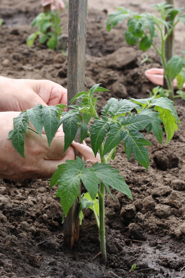 A single tomato support stake