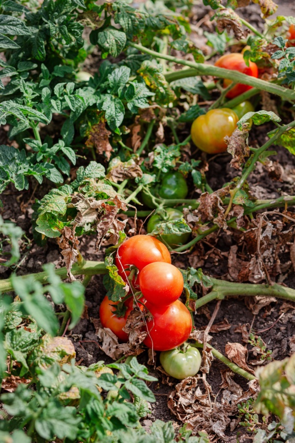 plants killed by blight