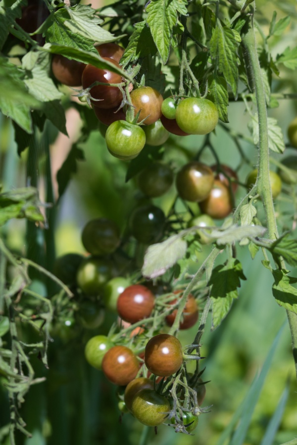 Black cherry variety