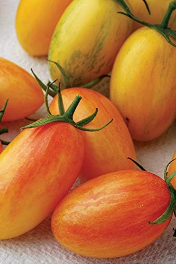 Tiger Blush Tomatoes - best tomatoes to grow to make juice