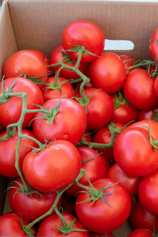 A box of campari tomatoes