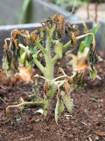A young tomato plant damaged by frost