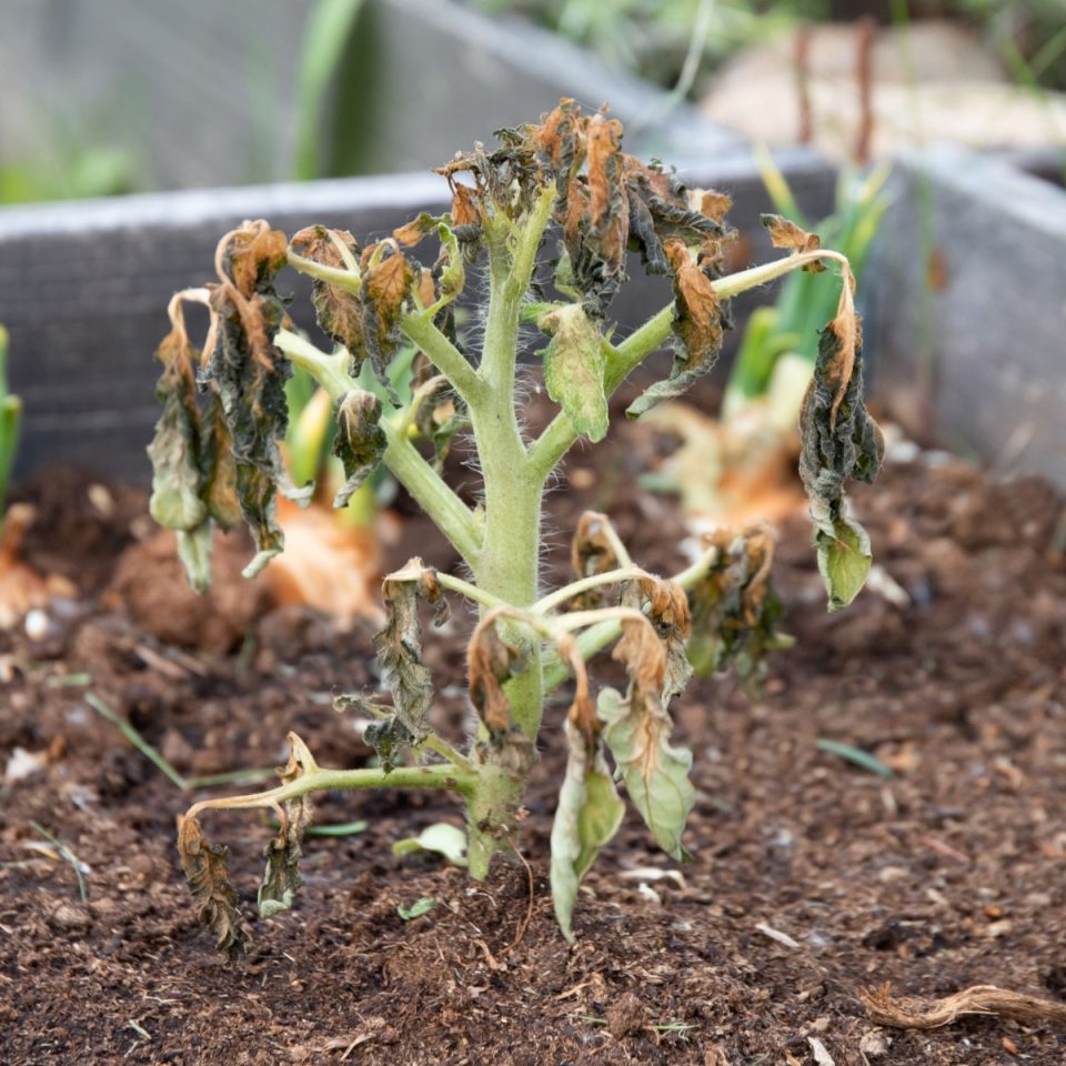 How To Protect Tomato Plants From Frost & Low Temperatures
