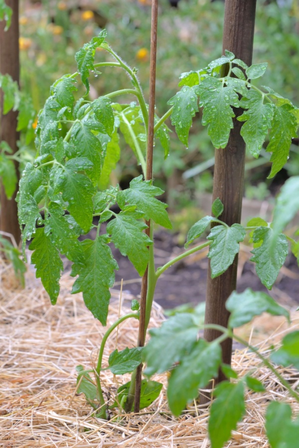 Straw around young tomatoes can protect plants