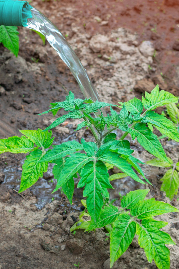 Watering tomato plants