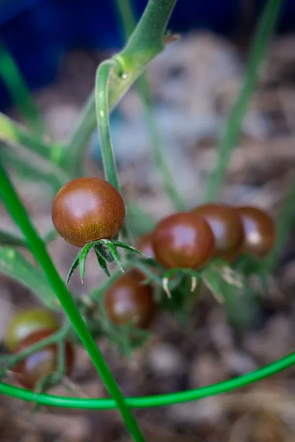 black cherry tomatoes