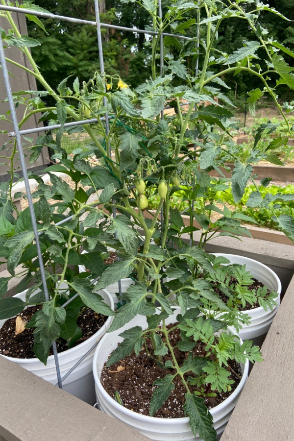 growing tomato plants in 5 gallon buckets and pots