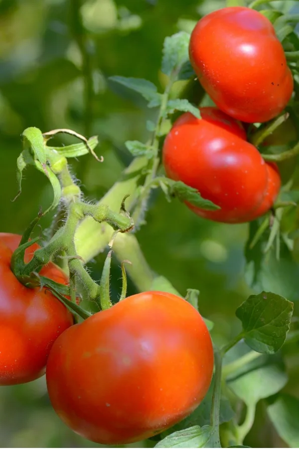 bush beefsteak 