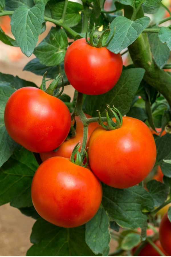 bush early girl vining tomatoes