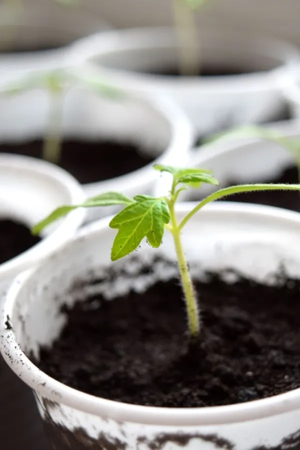 Young tomato seedlings - use coffee grounds as a fertilizer