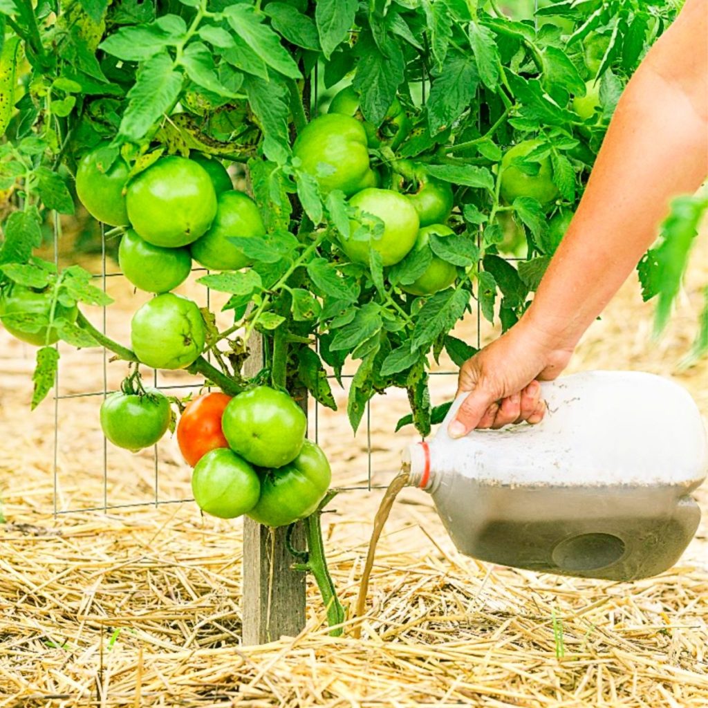 make compost tea liquid fertilizer tomato plants