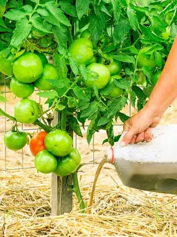 make compost tea liquid fertilizer tomato plants