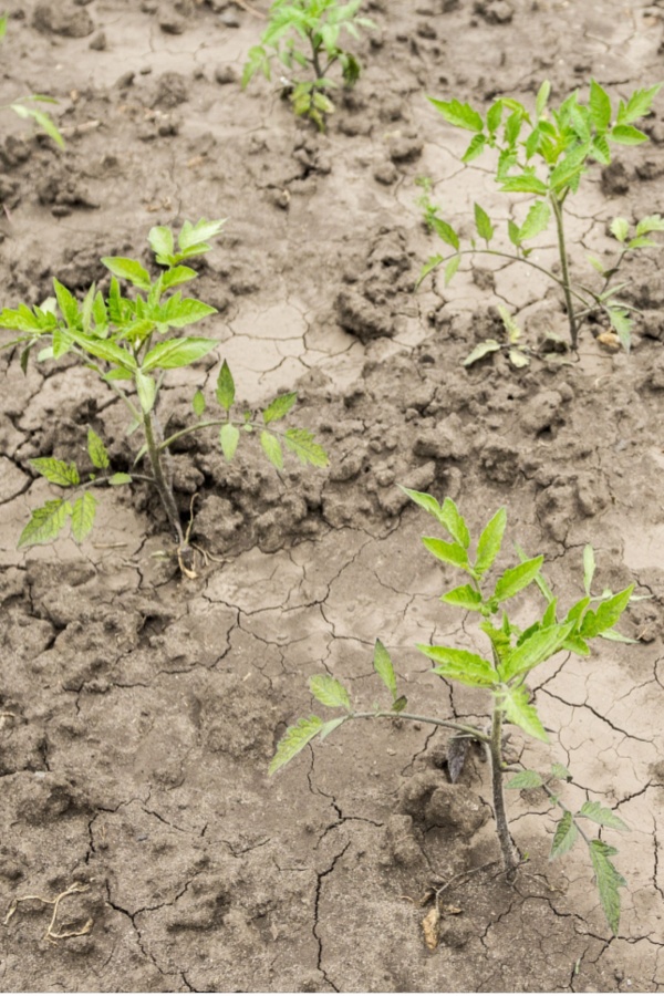 dry cracked garden soil