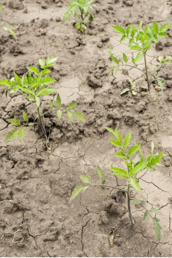 dry cracked garden soil