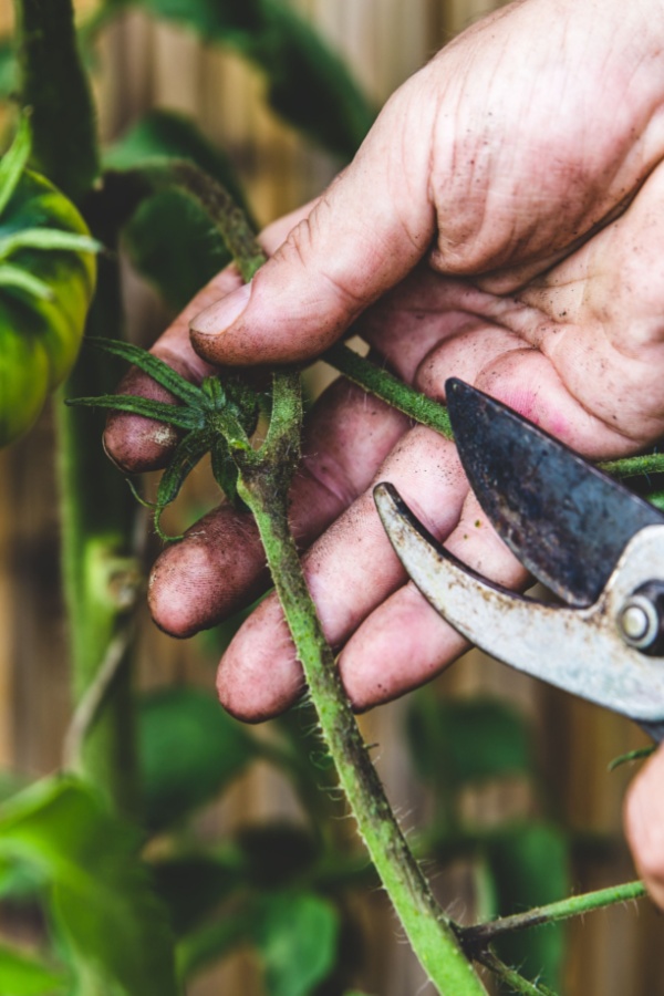 shears cutting of branch of tomato