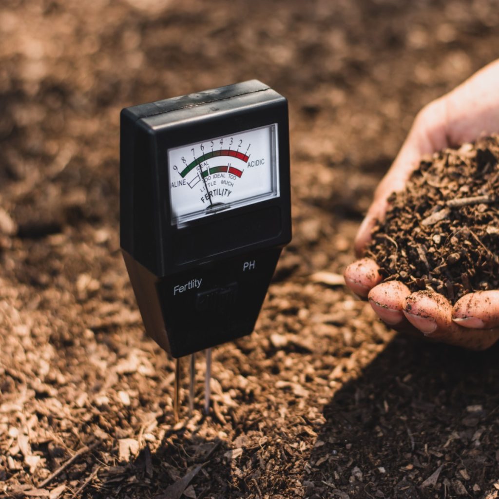 use moisture meter to know when to water tomato plants