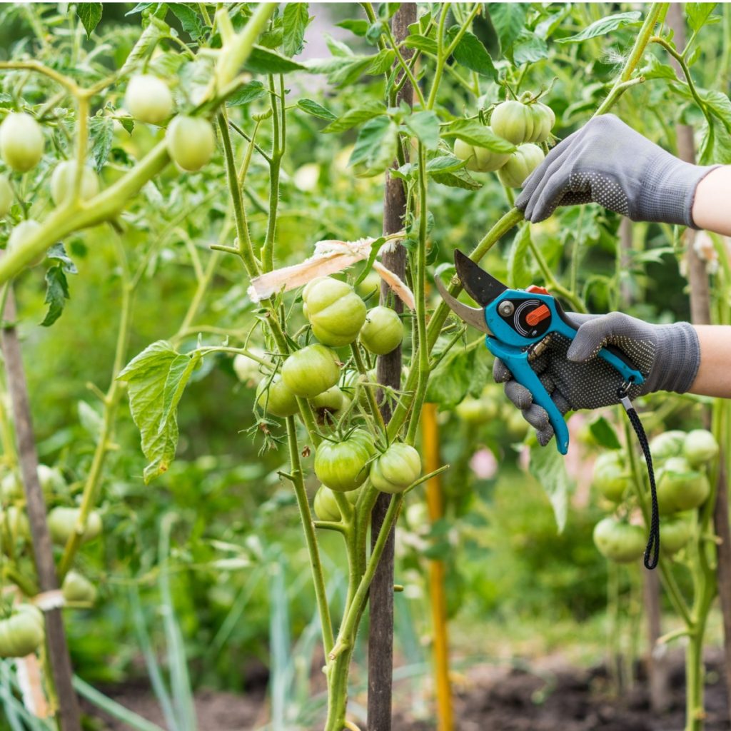 how to prune tomato plants