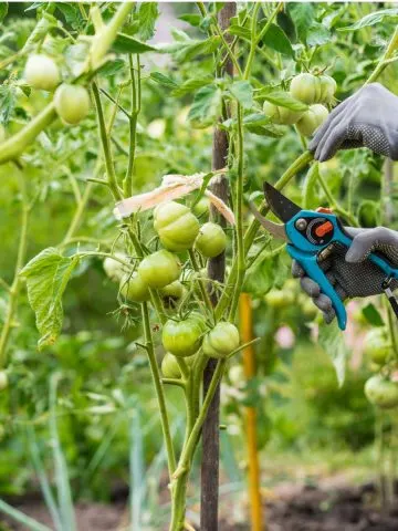 how to prune tomato plants