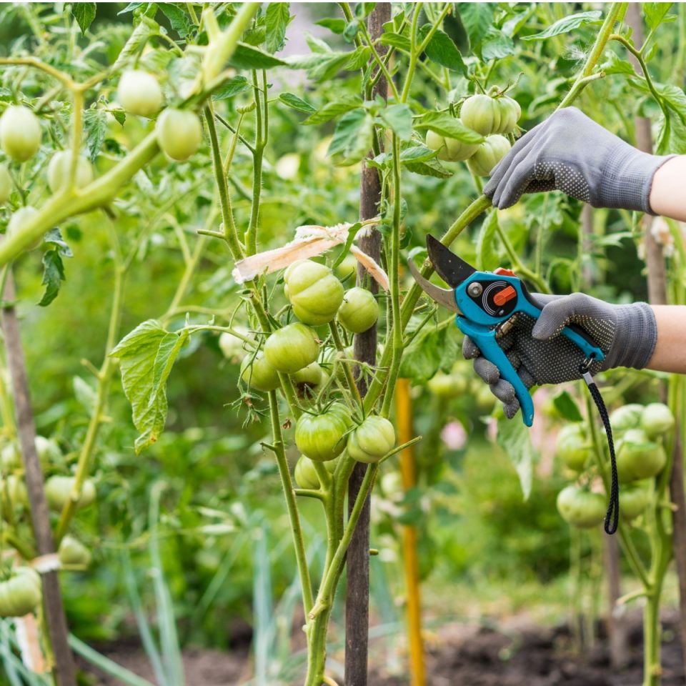 How To Prune Tomato Plants - And Why It's So Important!