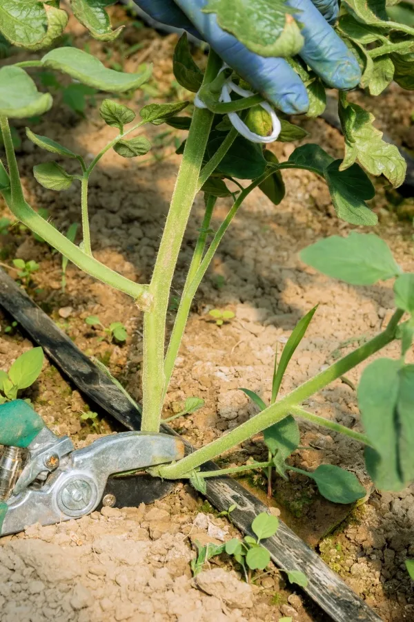 pruning tomato plants at base