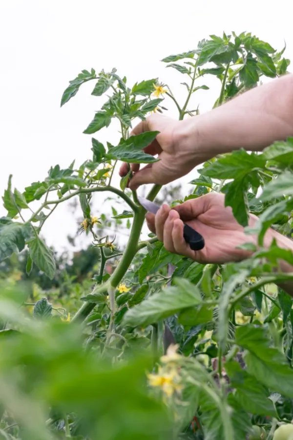 top pruning tomato plants