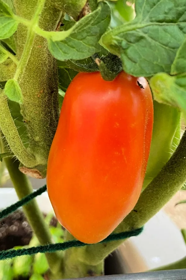 san marzano ripe