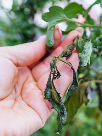 tomato frost - freeze