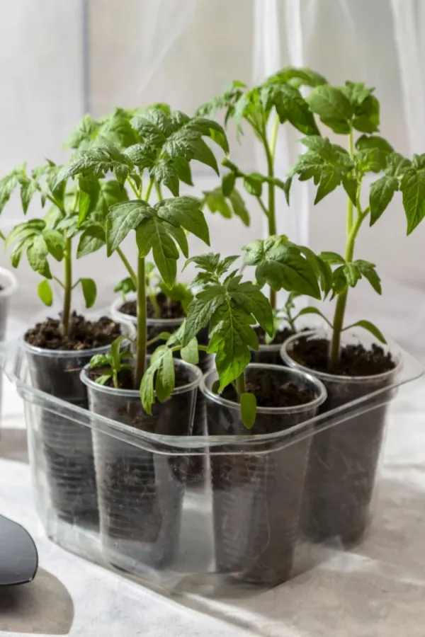 tomato plants in plastic cups