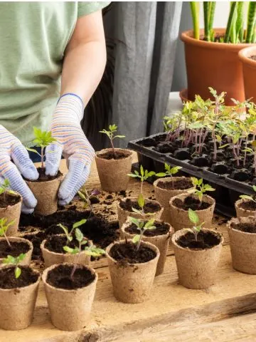 transplant tomato seedlings