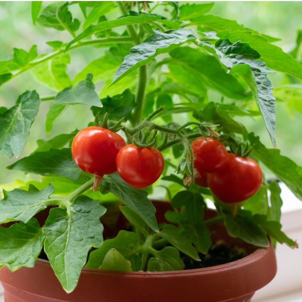 growing tomatoes in pots