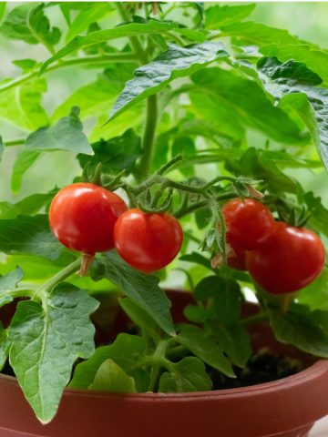 growing tomatoes in pots